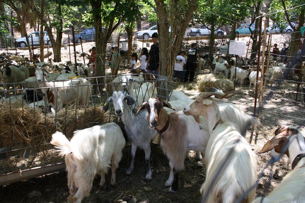 A Villasalto la fiera delle capre 
