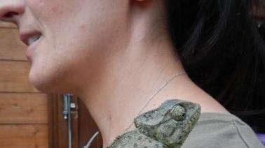 Trova camaleonte sulla bici: l’animale esotico viene salvato
