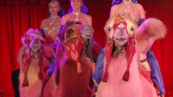 Animali nei circhi rischio ricorso al Tar per il regolamento