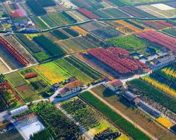 Piano da 7 milioni e mezzo per il vivaismo 