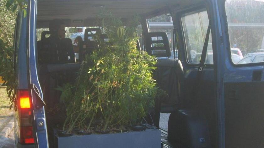 Pianta gigante di cannabis sequestrata in un giardino