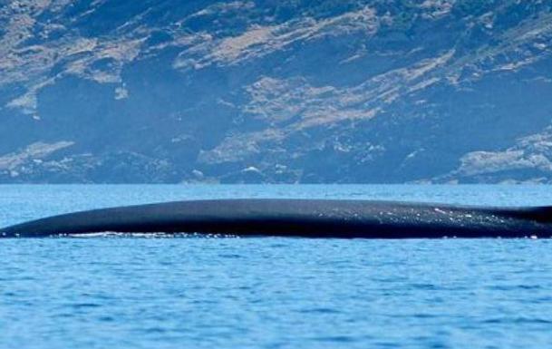 Cetacei spiaggiati, corso dell’Izs 