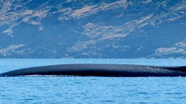 Cetacei spiaggiati, corso dell’Izs