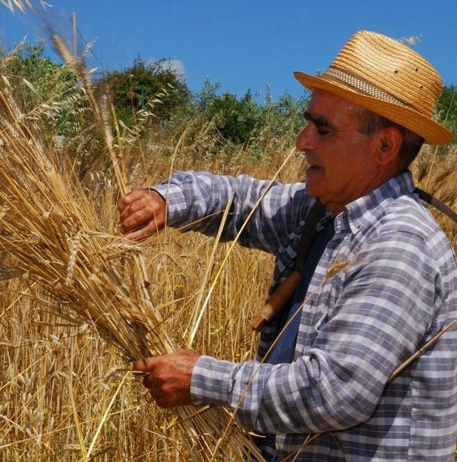 Olzai rinnova lo spettacolo della mietitura