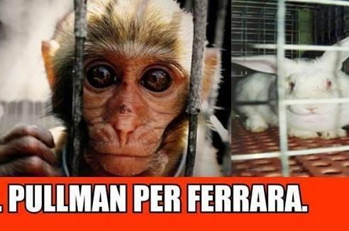 Animal Defenders: «Basta esperimenti inutili e crudeli»