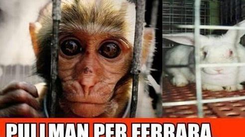 Animal Defenders: «Basta esperimenti inutili e crudeli»