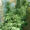 Piante di marijuana nel campo, donna arrestata 
