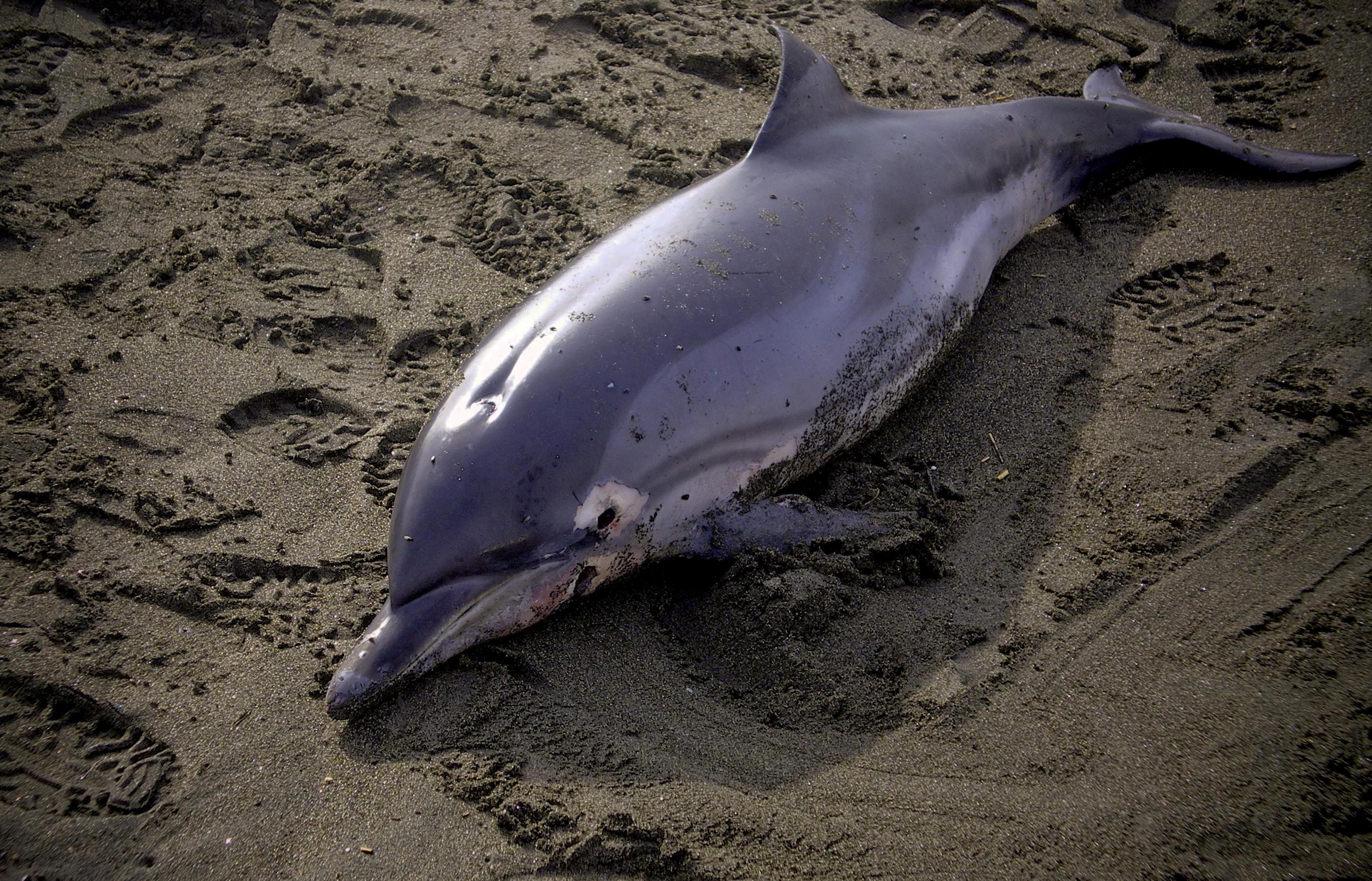 delfino morto