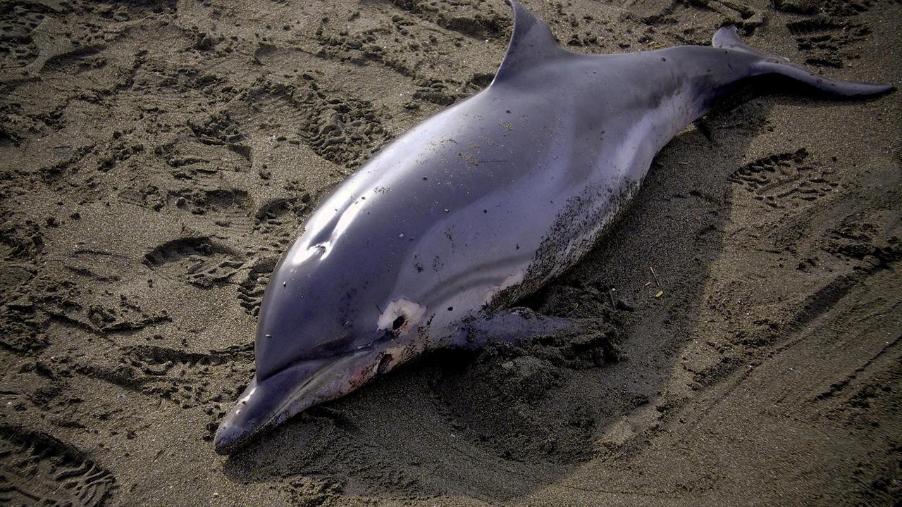 delfino morto