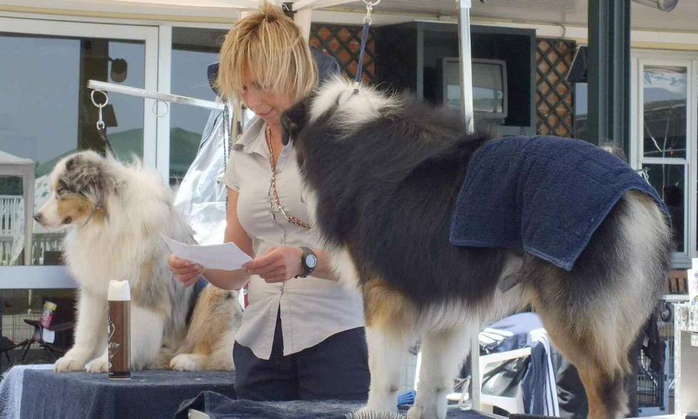 La sfilata a quattro zampe aiuterà un barboncino disabile