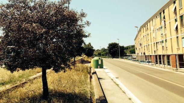La cocciniglia colpisce i lecci