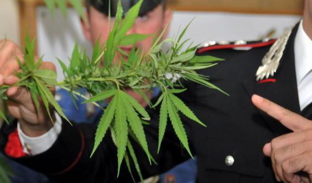 Piante di marijuana nel campo di casa Arrestata una donna