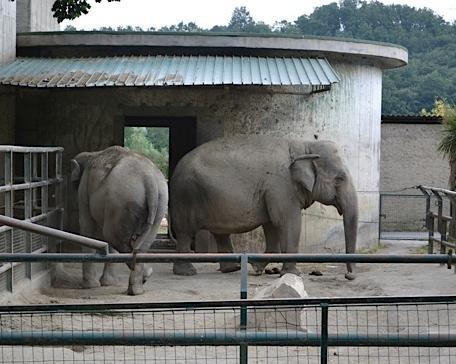 Animalisti italiani: «Lo zoo di Pistoia è un lager, deve essere chiuso» 