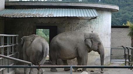 Animalisti italiani: «Lo zoo di Pistoia è un lager, deve essere chiuso»