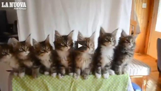 Lo spettacolo dei gattini sincronizzati 