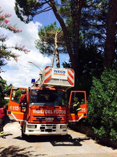 Cade un albero, intervengono i vigili del fuoco 