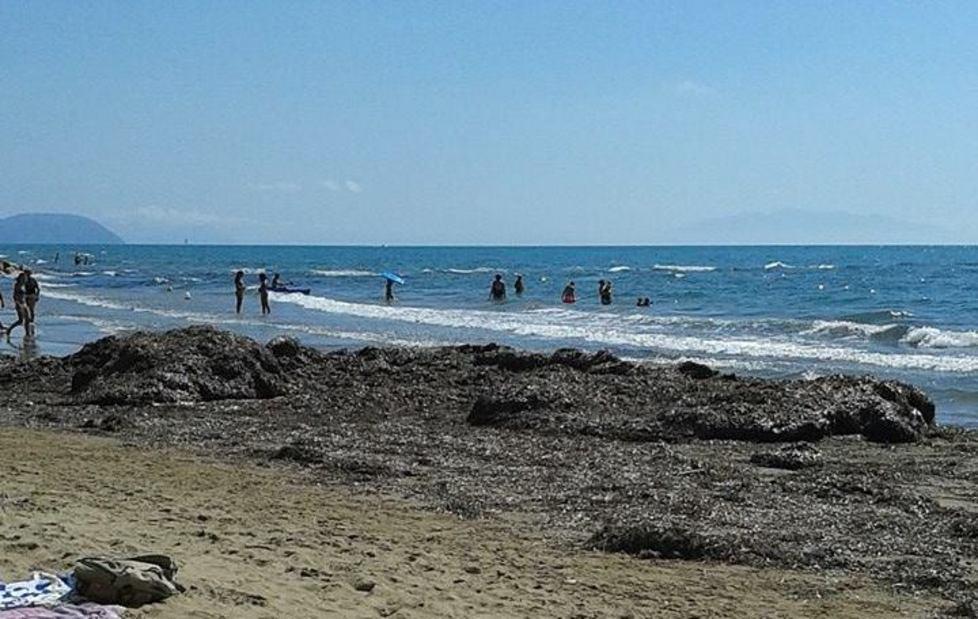 Alghe, parte l’operazione interramento 