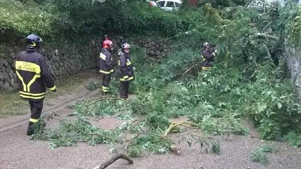 Sradicato dal vento albero si abbatte su due auto in sosta