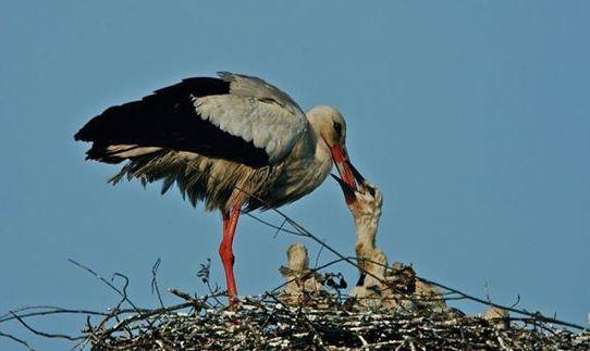 Bando, l’Oasi capitale dei volatili più belli