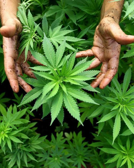 Zio e nipote coltivavano marijuana in casa