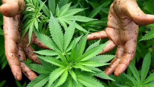 Zio e nipote coltivavano marijuana in casa