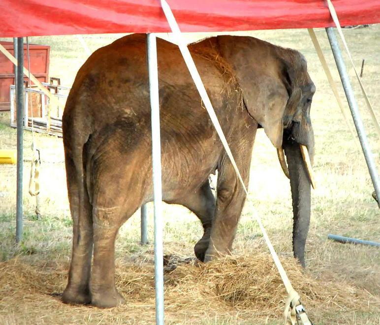 «Non maltrattiamo i nostri animali»