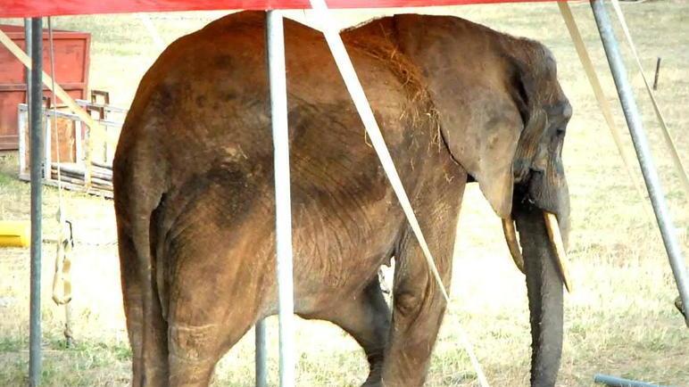«Non maltrattiamo i nostri animali»