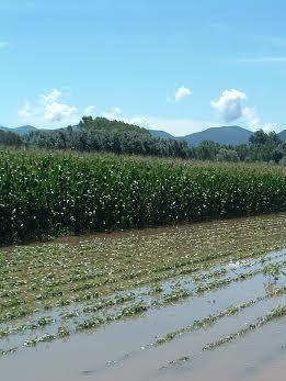 Colture distrutte, agricoltura nel dramma 