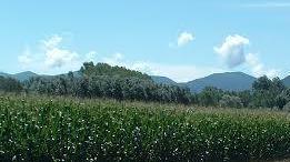 Colture distrutte, agricoltura nel dramma
