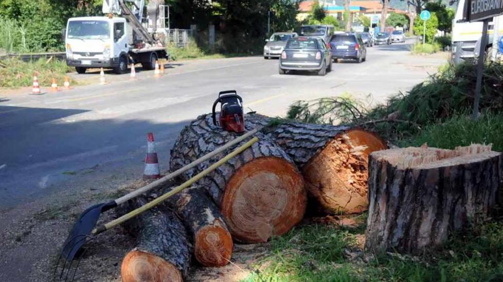 Rischiano di crollare: giù 31 pini