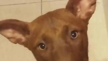 Sparisce cane in affido: parte la denuncia