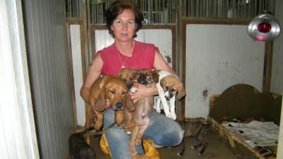 Alcuni cani salvati nelle ultime ore