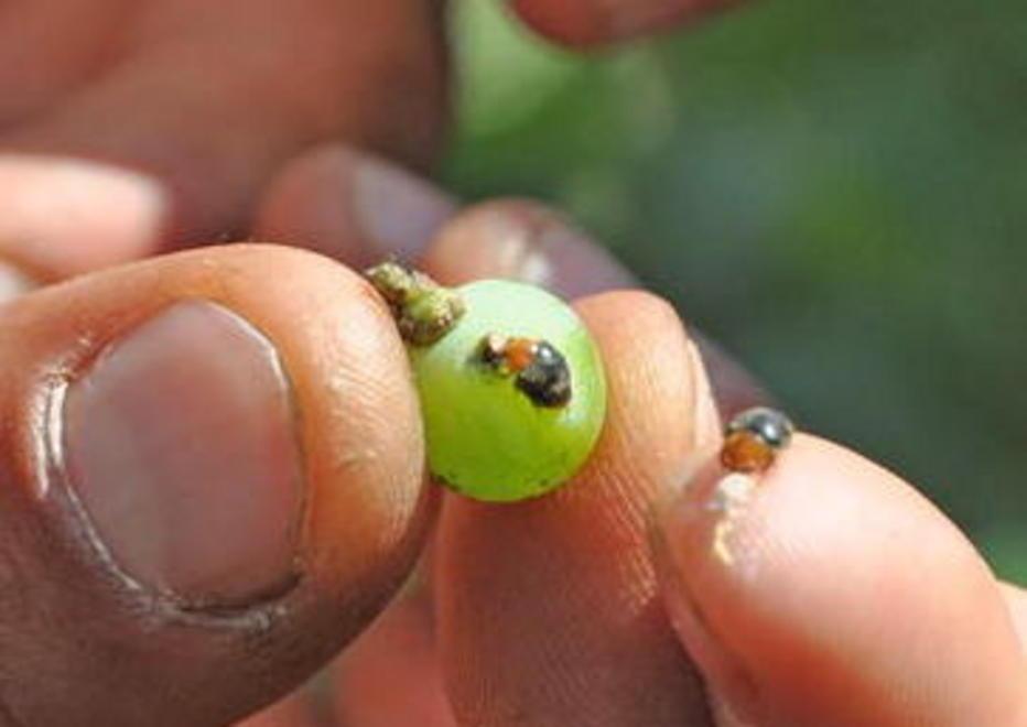 Liberate 7.000 coccinelle nella piccola San Patrignano 