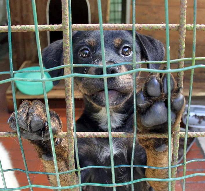 Prova canina con collare a strozzo: «Vergogna» 