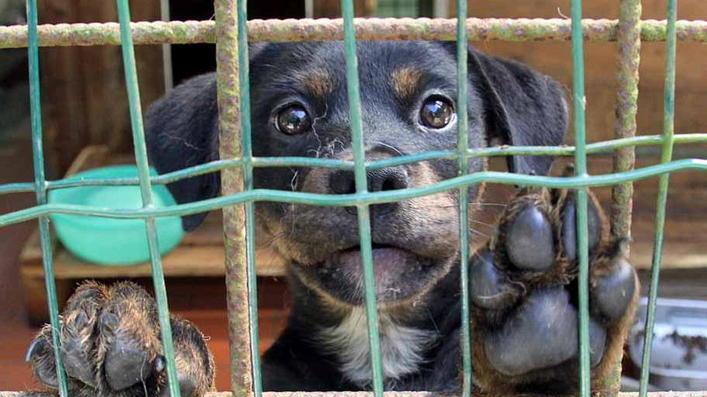 Prova canina con collare a strozzo: «Vergogna»