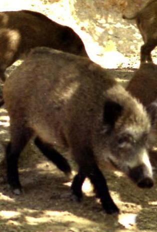 Cinghiali, Lampis chiede il raddoppio degli abbattimenti