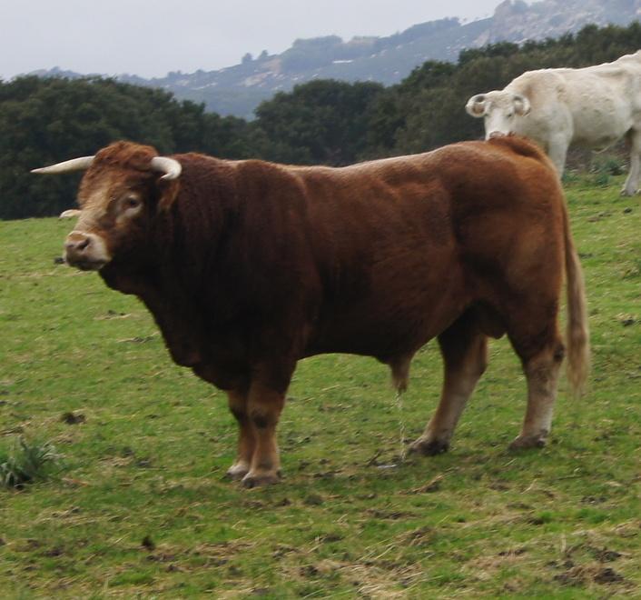 Le sfide dell’allevamento bovino 