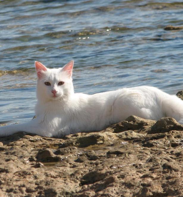 I gatti di Su Pallosu in testa alla classifica