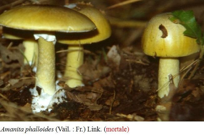 Funghi velenosi, allarme dei micologi 