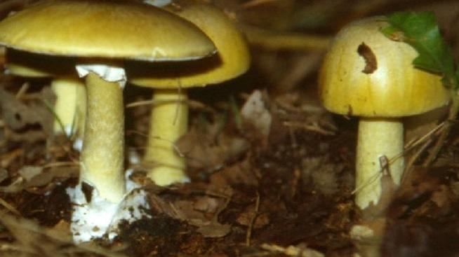 Funghi velenosi, allarme dei micologi