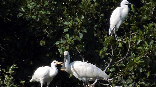 Ha preso il volo la prima spatola nata in Toscana
