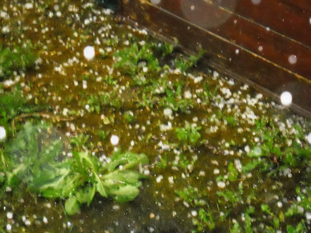 Una grandinata dei mesi scorsi