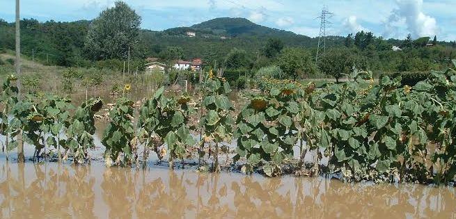 Agricoltura in ginocchio, danni per un milione di euro