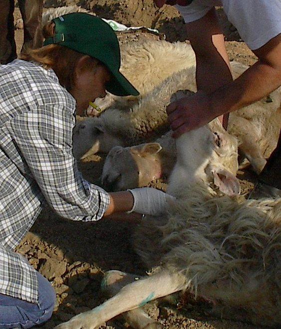 Merial: i nostri vaccini sicuri ed efficaci