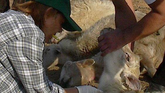 Merial: i nostri vaccini sicuri ed efficaci