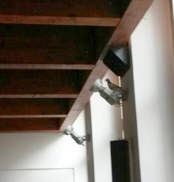 Finite le udienze, spuntano i piccioni