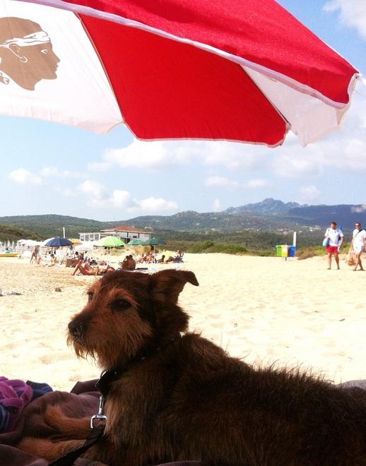Party per gli amici a 4 zampe nella spiaggia di Caprera