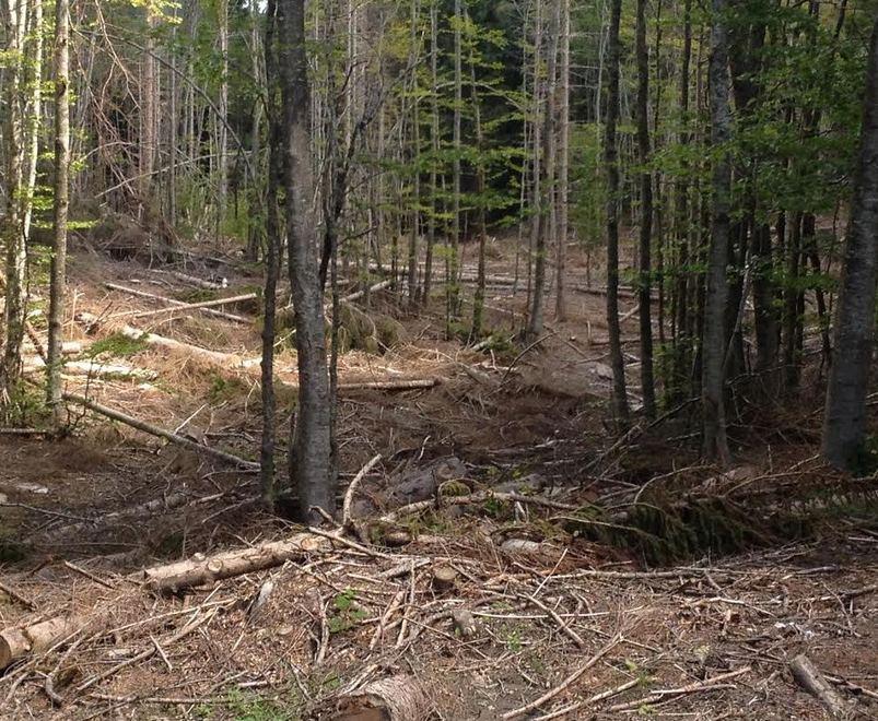 «Scempio nel parco, alberi abbattuti senza controlli» 