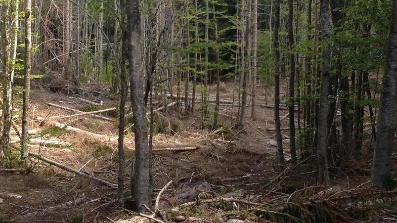 «Scempio nel parco, alberi abbattuti senza controlli»