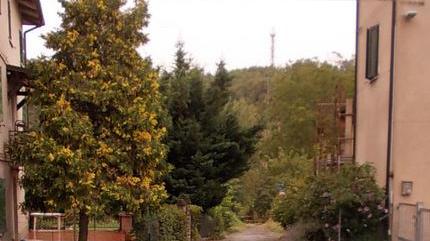 Aggredita da un cane, donna all’ospedale